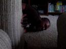 Eaten by the couch monster