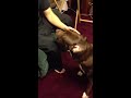 Funny Dog