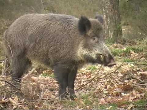 keiler - Kapitale Keiler/ Great Wild Boar. Heel soms kom je ze nog tegen, de kapitale keilers. Meestal wordt een keiler op de Veluwe niet ouder dan 5 jaar vanwege afs...