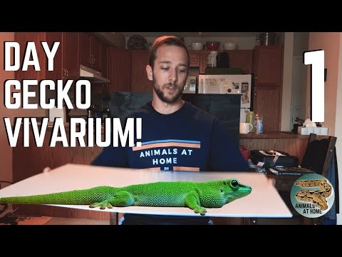 YouTube reptile video