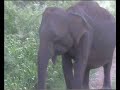Wild Elephant