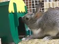 ろ~る。動かないよぉ!!.AVI