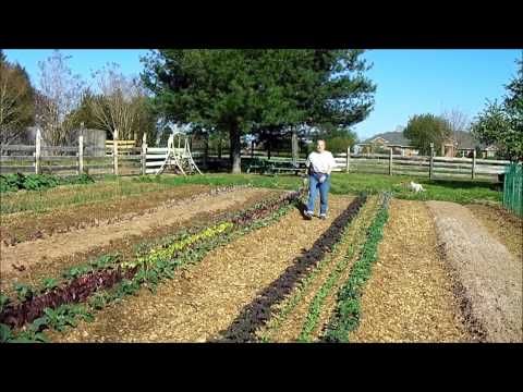 how to harvest sycamore seeds