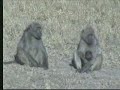 Chacma Baboon\ Chacma Baboon\