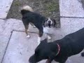 nuevo hogar parte 3