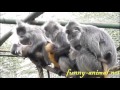 3 monkey moms and 3 babies  