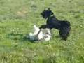 Gwendolyn and Rusty playing (Kerry Blue Terrier and WFT)