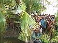 Untamed & Uncut - Tiger Up a Tree