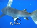 Squalo Longimanus Elphistone Reef Marsa Alam