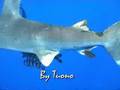videos de Squalo Longimanus Elphistone Reef Marsa Alam