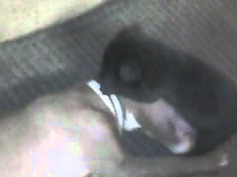 black nose pitbull