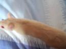My new rats playing on the bed