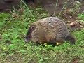 Baby Groundhogs