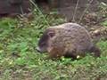 Baby Groundhogs