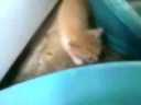 Cohabitation entre chiens et chats