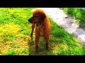 Click here to watch this video ASPEN getting high