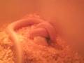 jungle-albino-stripe