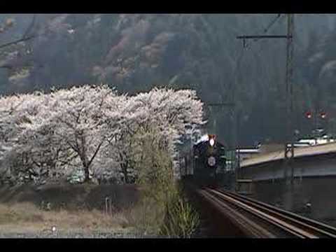 大井川鉄道　家山の桜トンネルを抜けるSL
