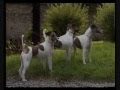 Видео - Собаки от А до Я гладкошерстный Фокстерьер.wmv