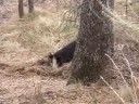 Wild Boar