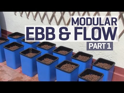 ebb - Here we set up a Flo n' Gro 12 pot modular flood and drain hydroponics system (manufactured by Titan Controls) on our outdoor terrace. We're growing Yolo Wonder sweet peppers in Gold Label...