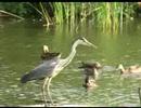 Tisza-tó Fűzfa-pihenőpark