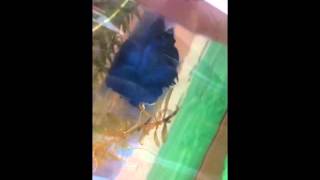 Betta ao se olhar no espelho: