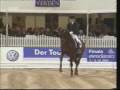 Lord Loxley premium Rheinland stallion