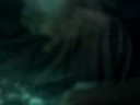 Sharkie\ Sharkie\