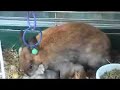 baby dwarf bunny feeding