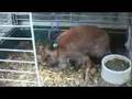 baby dwarf bunny feeding
