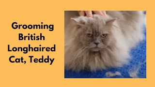 Grooming A British Longhaired Cat