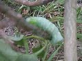 Garden Catepillar Visting