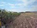 Hauling Silage 2008-1