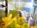 Black Rasbora Het - What are they Doing?? Black Rasbora Het - What are they Doing??