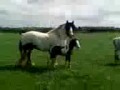Welsh range rover mare + the phoenix filly