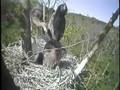 Two-Month-Old Great Blue Heron Fledgings Preening