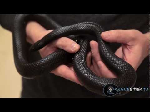 YouTube reptile video