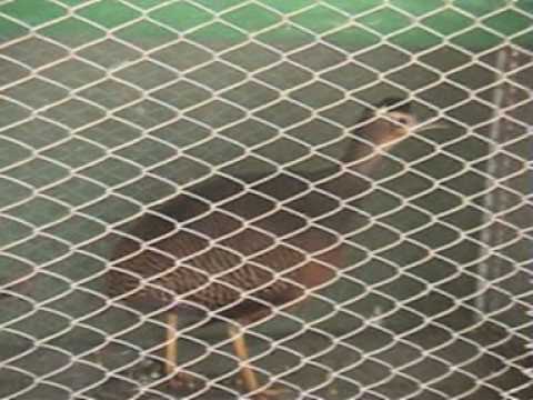 Conservation off the Tinamu Soletarius by Harry Geurts C 2009 2010.mpg