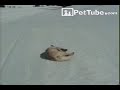 The Doggy Side Slide