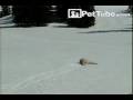 The Doggy Side Slide