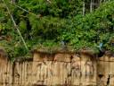 videos de Macaw clay lick - Birdwatching Peru