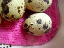 Japanese Quail Pipping Japanese Quail Pipping