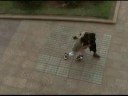 video de un 