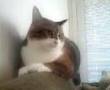 Ilmari (kitty)