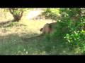lion eating a giraffe.mpg