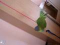plum headed parakeet