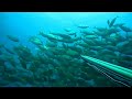 Spearfishing Pescasub Salpe...salpe...salpe!!!