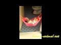 Cute kitten swings in basket