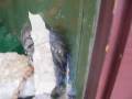 videos de porcupine and saddam(aka my father whos real name is braheem)